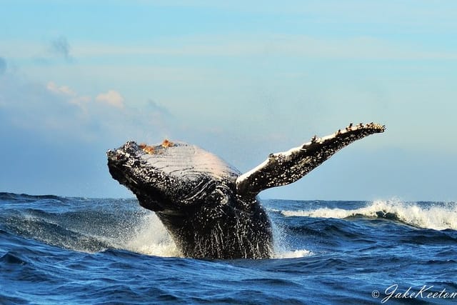 Humpback Whale Breach